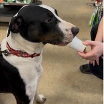 Labrador Retriever and Great Dane Dogs Available for Adoption in Hattiesburg, Mississippi - Bruno | PetCurious