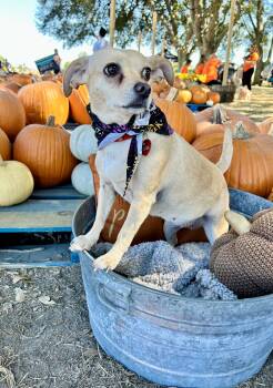 Ruthine SL12257-Thw -  Chihuahua and Jack Russell Terrier Dog for Adoption in Missouri City, Texas - Ruthine SL12257-Thw | PetCurious