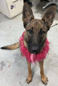 Rescue Belgian Shepherd Malinois Dogs for Adoption in Vancouver, Washington - Kune | PetCurious