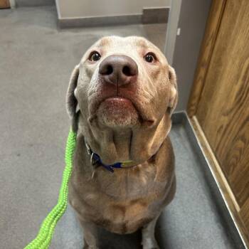 Labrador Retriever and Mixed Breed Dogs Available for Adoption in Saint Joseph, Missouri - Max P4P | PetCurious