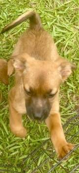 Daisy -  Terrier Dog for Adoption in Forsyth, Georgia - Daisy | PetCurious