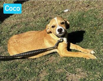 Rescue Mixed Breed Dogs for Adoption in Puyallup, Washington - Coco #2 | PetCurious