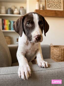 Pointer Dogs Available for Adoption in Semmes, Alabama - Lanny  | PetCurious
