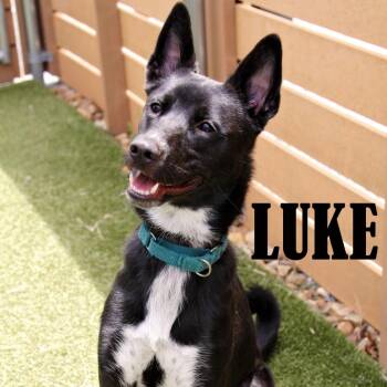 Luke -  Shepherd and Mixed Breed Dog for Adoption in Mooresville, North Carolina - Luke | PetCurious