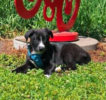Elsa -  Husky and Labrador Retriever Dog for Adoption in Minnetrista, Minnesota - Elsa | PetCurious