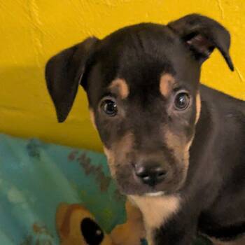 Rescue Mixed Breed Dogs for Adoption in Huntsville, Arkansas - Itchy | PetCurious