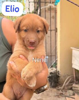 ELIO (out of town) -  Labrador Retriever and Shepherd Dog for Adoption in New York, New York - ELIO (out Of Town) | PetCurious
