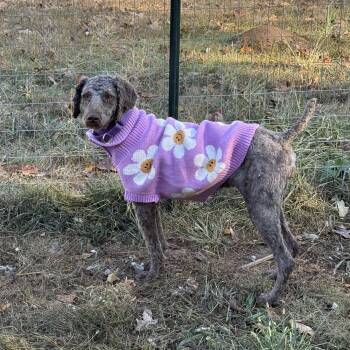 Rescue Goldendoodle Dogs for Adoption in Myrtle, Mississippi - Wynter | PetCurious