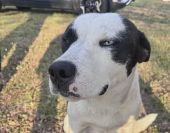 Husky Dogs Available for Adoption - Smooch | PetCurious