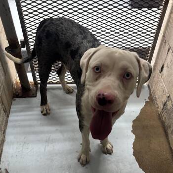 CSAS-Stray-921 -  Catahoula Leopard Dog Dog for Adoption in Springtown, Texas - CSAS-Stray-921 | PetCurious