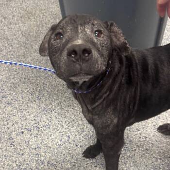 Retriever and Terrier Dogs Available for Adoption in Greenville, South Carolina - Dakota | PetCurious