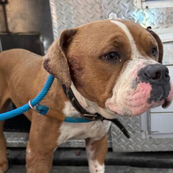 English Bulldog Dogs Available for Adoption - Baker | PetCurious