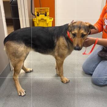 German Shepherd Dog and Australian Shepherd Dogs Available for Adoption - Caribou | PetCurious