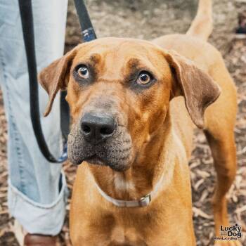 Rescue Hound and Boxer Dogs for Adoption in Washington, District Of Columbia - Mabel | PetCurious
