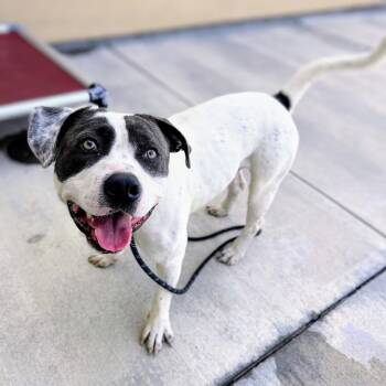 Bluey -  Pit Bull Terrier Dog for Adoption in Oakland, California - Bluey | PetCurious