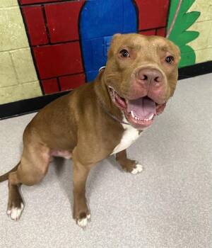 Rescue Pit Bull Terrier Dogs for Adoption in Indianapolis, Indiana - OSCAR MAYER | PetCurious