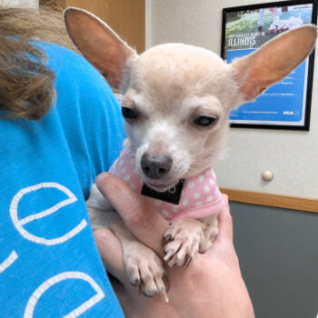 Rescue Chihuahua Dogs for Adoption in Romeoville, Illinois - Guapa | PetCurious