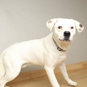 Golden Retriever and Boxer Dogs Available for Adoption in Minnetonka, Minnesota - Laz D68800 | PetCurious