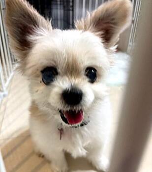 Pomeranian Dogs Available for Adoption in Palm City, Florida - MISHA | PetCurious