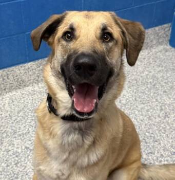 Anatolian Shepherd Dogs Available for Adoption in Golden, Colorado - Jax | PetCurious