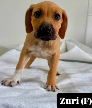 Zuri -  Hound Dog for Adoption in Farmingdale, New Jersey - Zuri | PetCurious