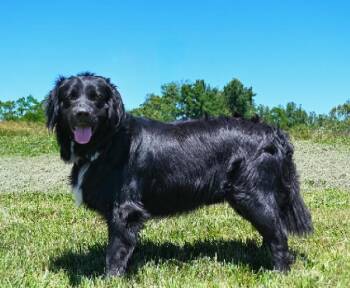 Maxwell -  Flat Coated Retriever Dog for Adoption in Aurora, Illinois - Maxwell | PetCurious