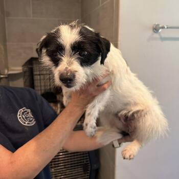 Terrier Dogs Available for Adoption in Agua Dulce, California - Fredia | PetCurious