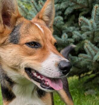 Fritz -  Australian Cattle Dog Blue Heeler Dog for Adoption in Tomah, Wisconsin - Fritz | PetCurious
