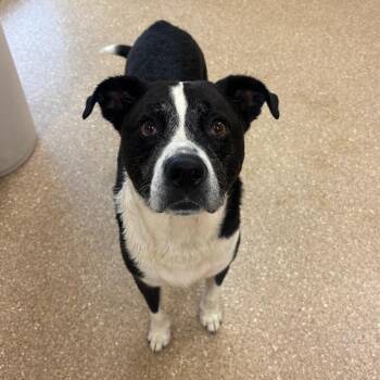 Bebo -  Mixed Breed Dog for Adoption in Titusville, Florida - Bebo | PetCurious