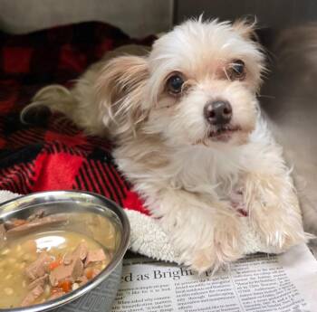 Beatrice -  Yorkshire Terrier and Mixed Breed Dog for Adoption in Murphysboro, Illinois - Beatrice | PetCurious