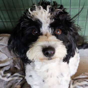 Rescue Havanese and Shih Tzu Dogs for Adoption in Long Beach, California - Oreo | PetCurious