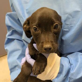 Tilt-A-Whirl -  Black Labrador Retriever and Mixed Breed Dog for Adoption in Charlottesville, Virginia - Tilt-A-Whirl | PetCurious