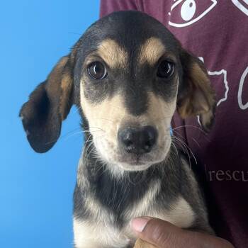 Rescue Australian Shepherd and Labrador Retriever Dogs for Adoption in Brookshire, Texas - Denton - Local Dec 19-21 | PetCurious