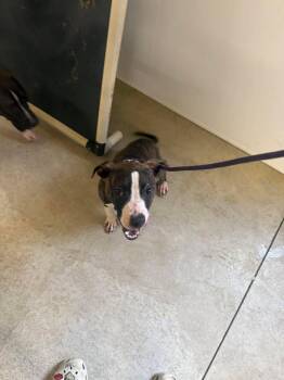 Pit Bull Terrier Dogs Available for Adoption in Winchester, Indiana - Ben | PetCurious