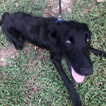 Rescue Black Labrador Retriever and Mixed Breed Dogs for Adoption in Gordonsville, Tennessee - Willow | PetCurious