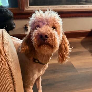 Golden Retriever and Standard Poodle Dogs Available for Adoption in Lee