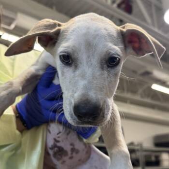 Nibs -  Mixed Breed Dog for Adoption in Las Cruces, New Mexico - Nibs | PetCurious