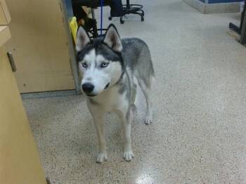 BLINKY -  Siberian Husky Dog for Adoption in Doral, Florida - BLINKY | PetCurious