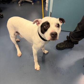Dragon -  Pit Bull Terrier Dog for Adoption in Greensboro, North Carolina - Dragon | PetCurious