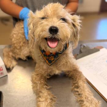Camilla -  Miniature Schnauzer Dog for Adoption in San Antonio, Texas - Camilla | PetCurious