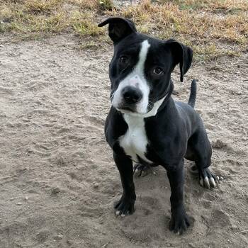 Rescue Pit Bull Terrier Dogs for Adoption in Westfield, Massachusetts - Kairo | PetCurious