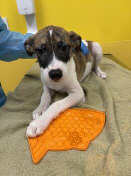 Fannie -  Mixed Breed Dog for Adoption in Raleigh, North Carolina - Fannie | PetCurious