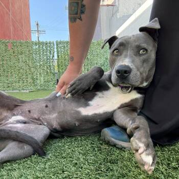 Pit Bull Terrier Dogs Available for Adoption in Los Angeles, California - Periwinkle | PetCurious