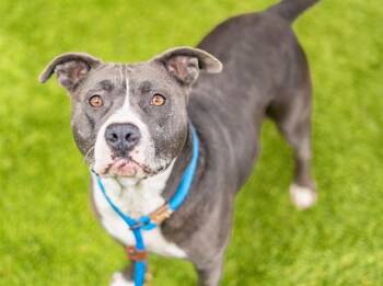 BABEZ -  Pit Bull Terrier and Mixed Breed Dog for Adoption in San Jose, California - BABEZ | PetCurious