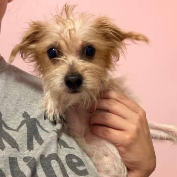 Vanilla -  Miniature Schnauzer and Mixed Breed Dog for Adoption in Webster, Texas - Vanilla | PetCurious