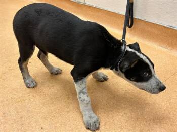 German Shepherd Dog and Pit Bull Terrier Dogs Available for Adoption in Martinez, California - HOWIE | PetCurious