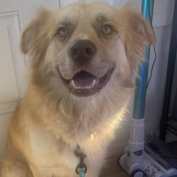 Hazel -  Mixed Breed Dog for Adoption in Chapel Hill, North Carolina - Hazel | PetCurious