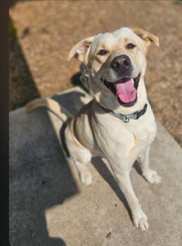 Goose -  Labrador Retriever Dog for Adoption in Salem, Oregon - Goose | PetCurious