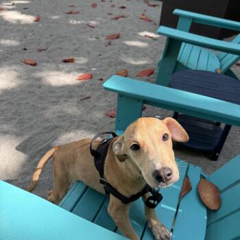 Lupin -  Mixed Breed Dog for Adoption in Richmond, Virginia - Lupin | PetCurious