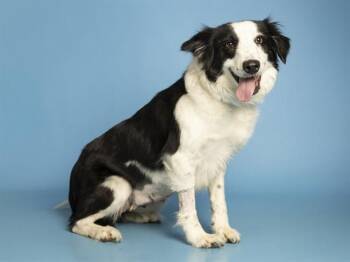 Border Collie Dogs Available for Adoption in Phoenix, Arizona - WINRY | PetCurious